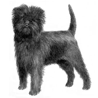 sketch drawing of a Hypoallergenic Affenpinscher