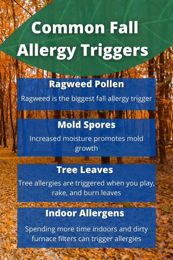 common fall allergy triggers infographic - Ragweed pollen, ragweed is the biggest fall allergy trigger; mold spores, increased moisture promotes mold growth' tree leaves, tree allergies are triggered when you play, rake, and burn leaves' indoor allergens, spending more time indoors and dirty furnace filters can trigger allergies. allergypreventions.com