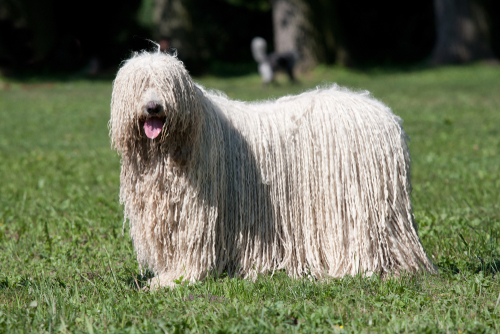 Hypoallergenic Komondor dog with long white dreadlocks 