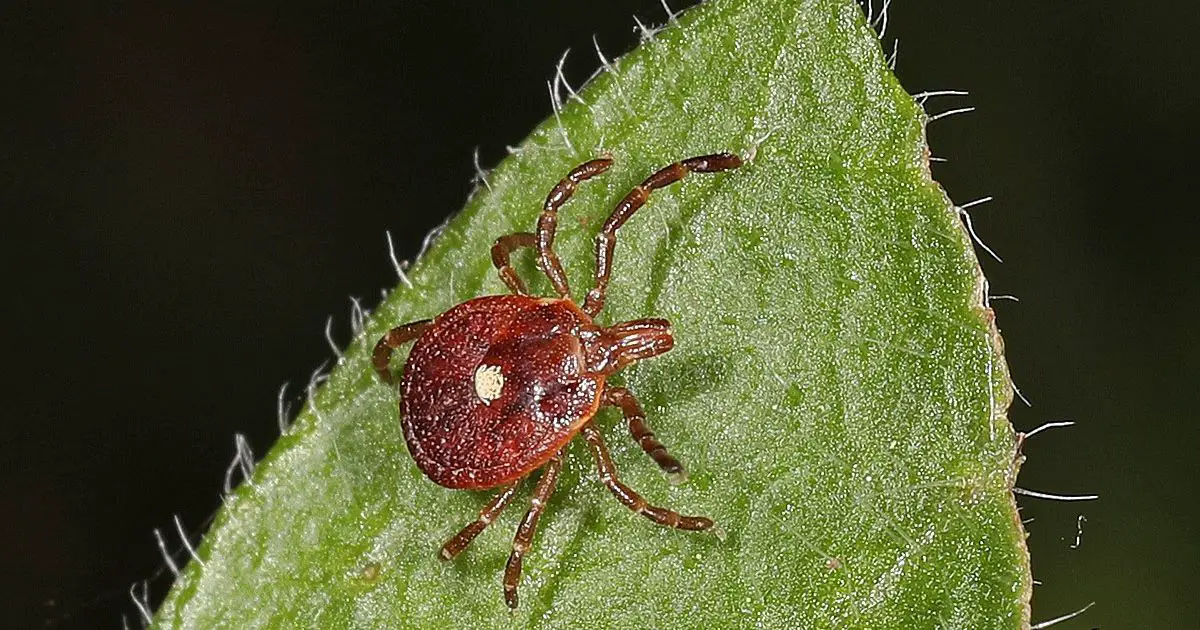 lone star tick on a leaf. This tick is responsible for red meat allergy from a tick bite.