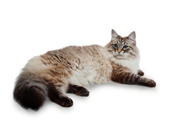 Hypoallergenic Siberian cat laying down. 