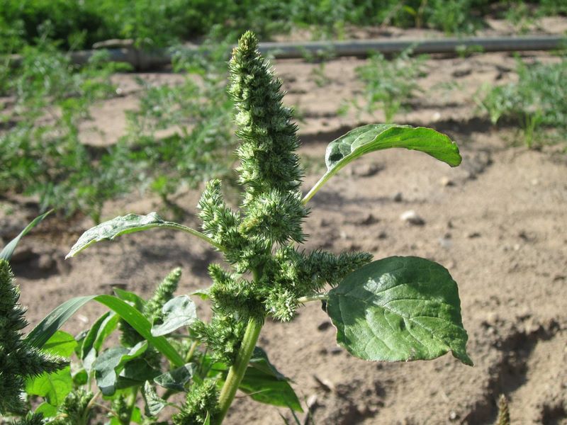 pigweed growing in a garden, a major seasonal allergy culprit.