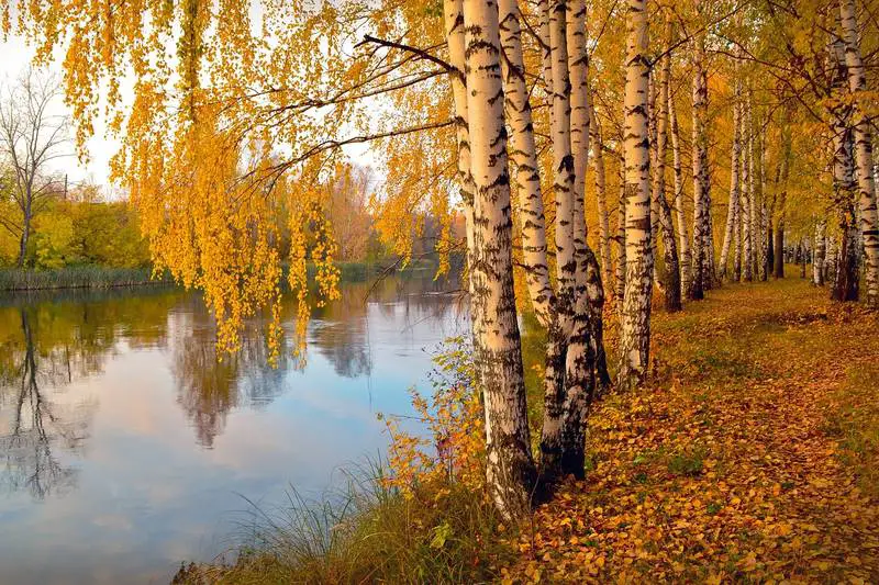 birch trees in fall growing along a river bank.
