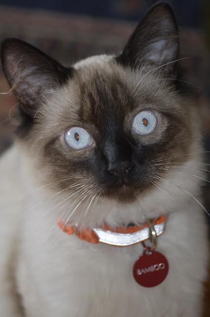 Hypoallergenic balinese cat with black face and tan body. Wearing an orange collar with a red tag that says "bamboo" 