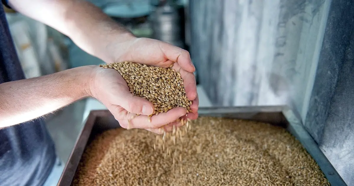 two handfuls of barley grains outside of a barley mill or brewery