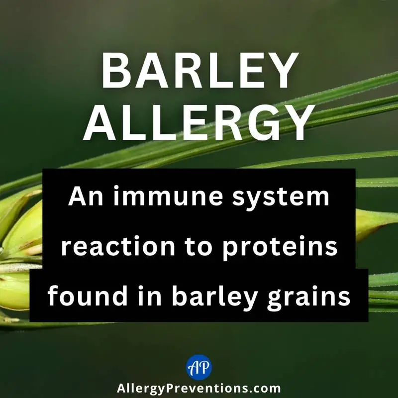 barley allergy fact infographic. Barley allergy is an immune system reaction to proteins found in barley grains.