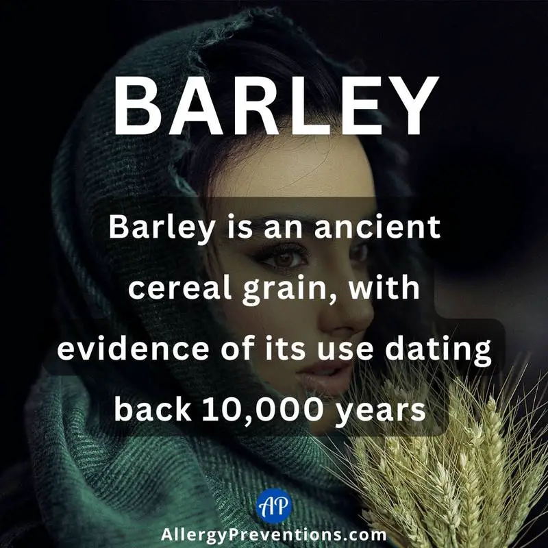 Barley fact infographic. Barley is an ancient cereal grain, with evidence of its use dating back 10,000 years.