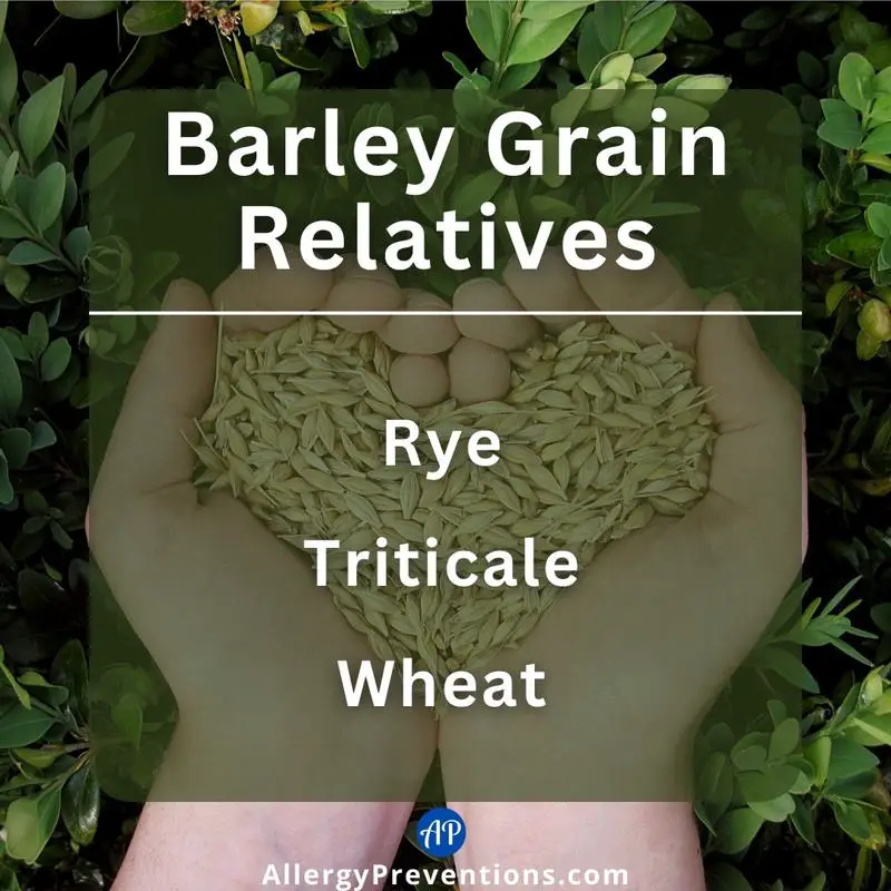 barley grain infographic. Barley grain relatives are rye, triticale, and wheat.