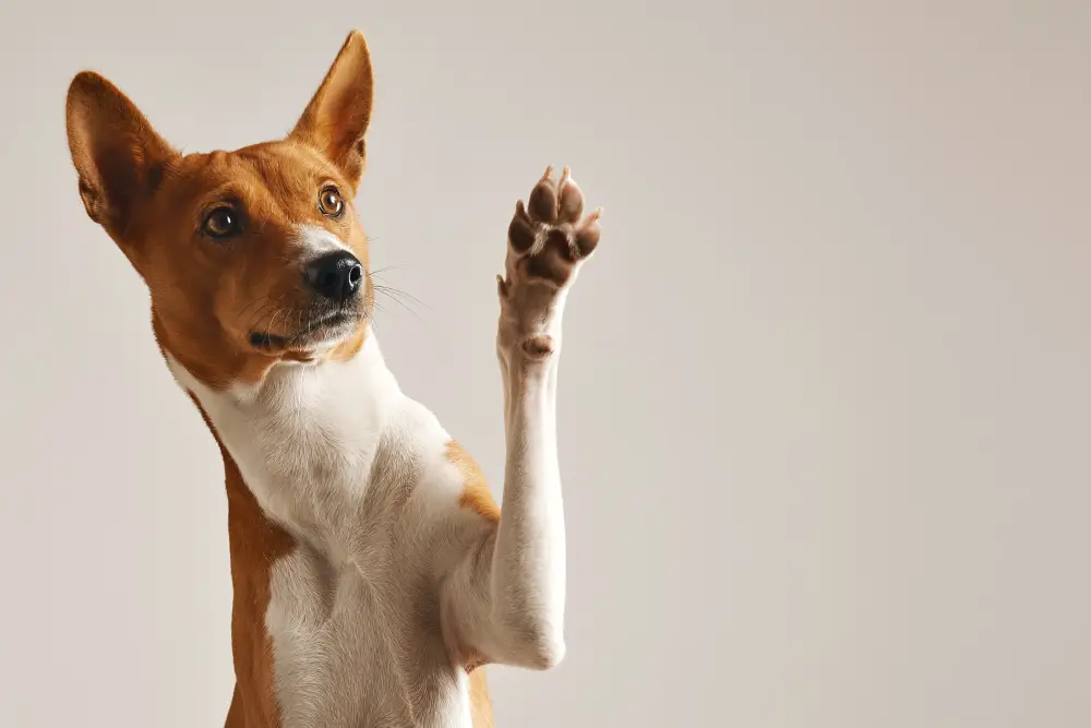 Hypoallergenic Basenji dog with one paw raised like a wave. 