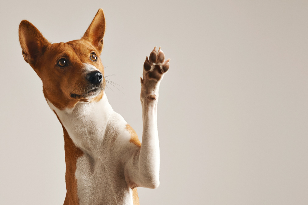 Hypoallergenic Basenji dog with one paw raised like a wave. 