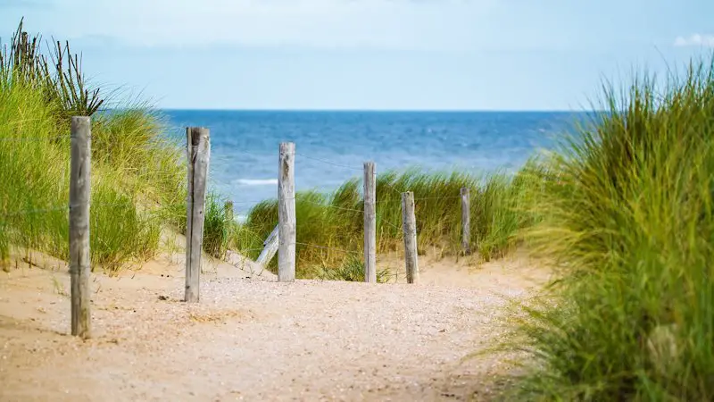 A walking path to the beach with a wooden fence and natural sand dune beach grasses.