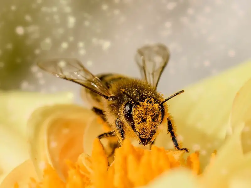 A honey bee covered in flower pollen, while resting on a yellow flower.