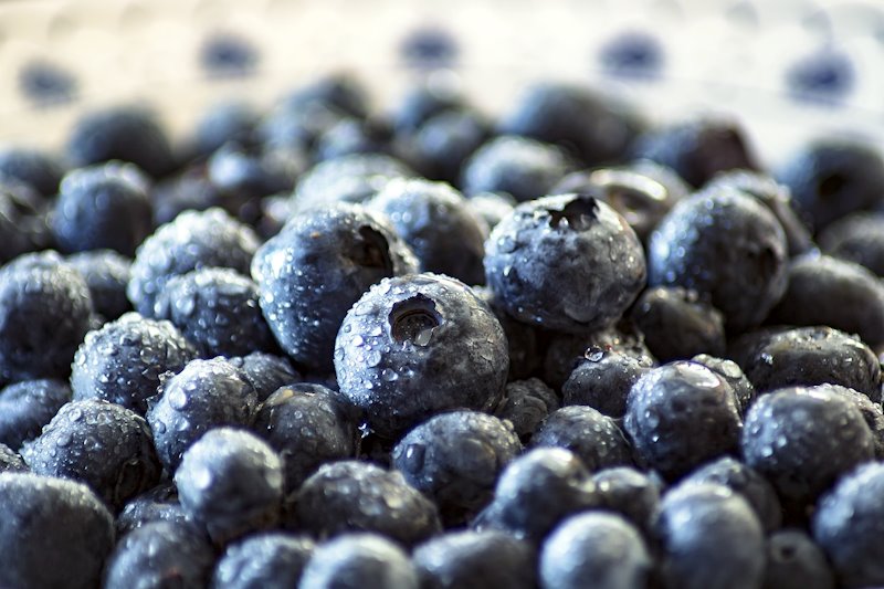 Fresh picked blueberries that were recently rinsed.