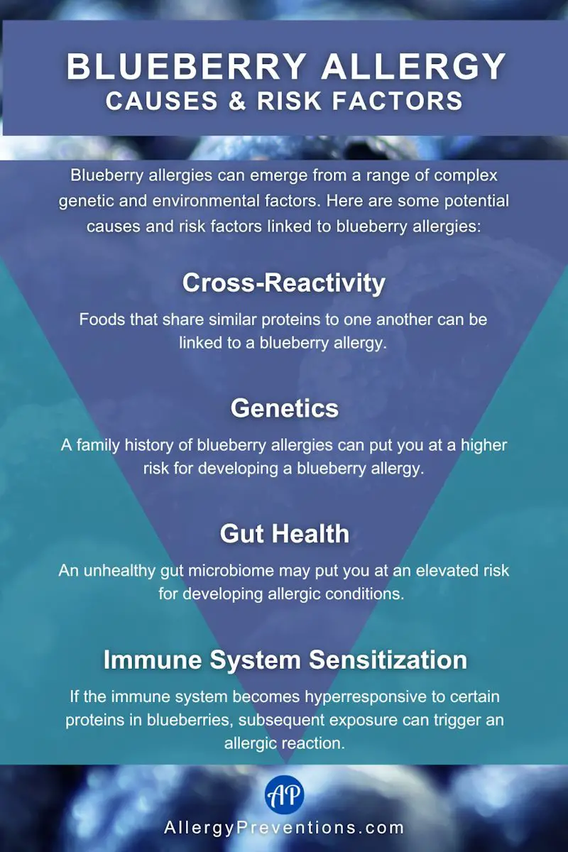 Blueberry allergy causes and risk factors infographic: Blueberry allergies can emerge from a range of complex genetic and environmental factors. Here are some potential causes and risk factors linked to blueberry allergies. Cross-Reactivity: Foods that share similar proteins to one another can be linked to a blueberry allergy. Genetics: A family history of blueberry allergies can put you at a higher risk for developing a blueberry allergy. Gut Health: An unhealthy gut microbiome may put you at an elevated risk for developing allergic conditions. Immune System Sensitization: If the immune system becomes hyperresponsive to certain proteins in blueberries, subsequent exposure can trigger an allergic reaction.