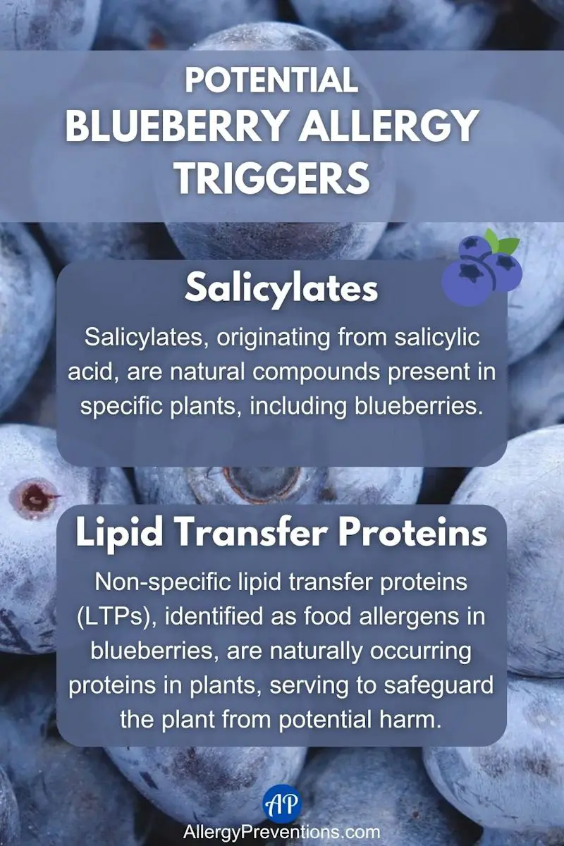 Potential blueberry allergy triggers infographic. Salicylates: Salicylates, originating from salicylic acid, are natural compounds present in specific plants, including blueberries. Lipid Transfer Proteins: Non-specific lipid transfer proteins (LTPs), identified as food allergens in blueberries, are naturally occurring proteins in plants, serving to safeguard the plant from potential harm.