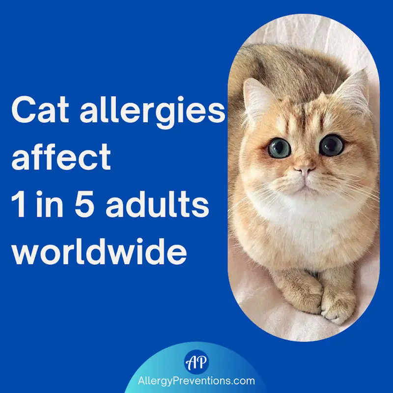 An orange cat with blue eyes looking up with a quote fact stating: Cat allergies affect 1 in 5 adults worldwide.