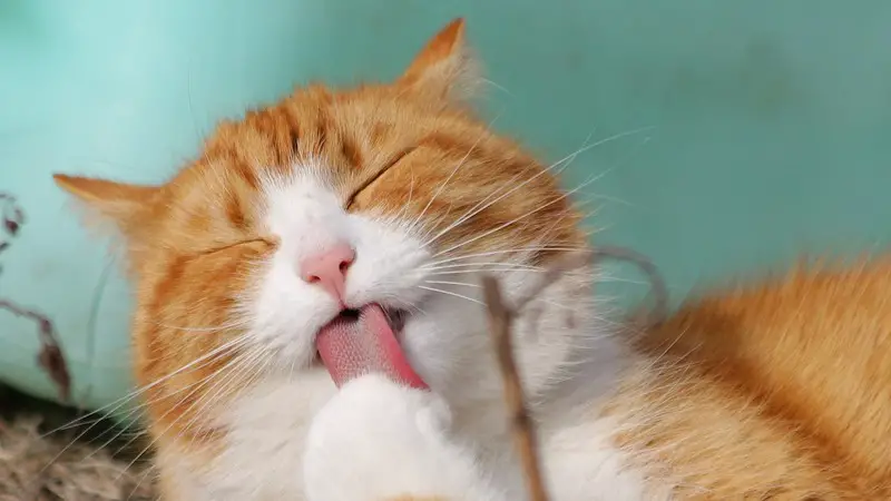an orange cat licking its paw with its rough tongue.