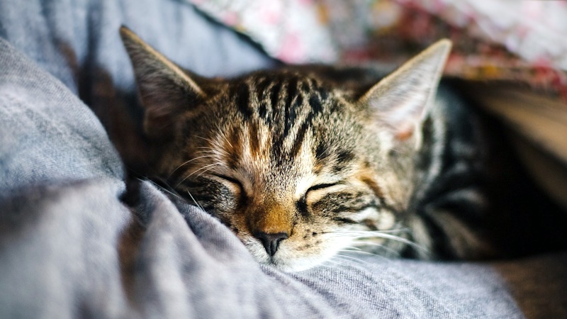 A cat with his eyes closed while laying on a couch or blanket.