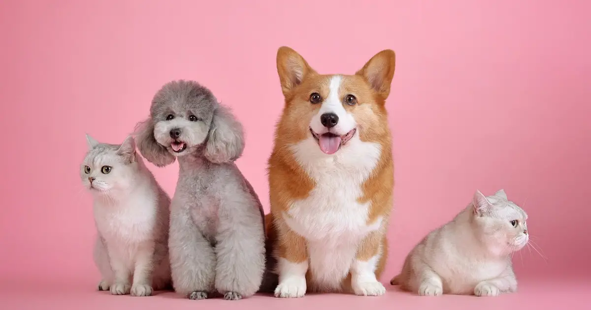 a line up of two cats and two dogs sitting next to each other with a pink background.
