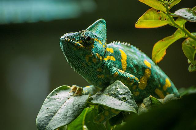 Picture of a lizard on a branch. 