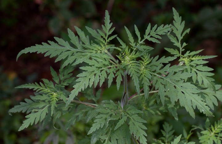 Common ragweed plant with dark leaves. This plant has not yet flowered.