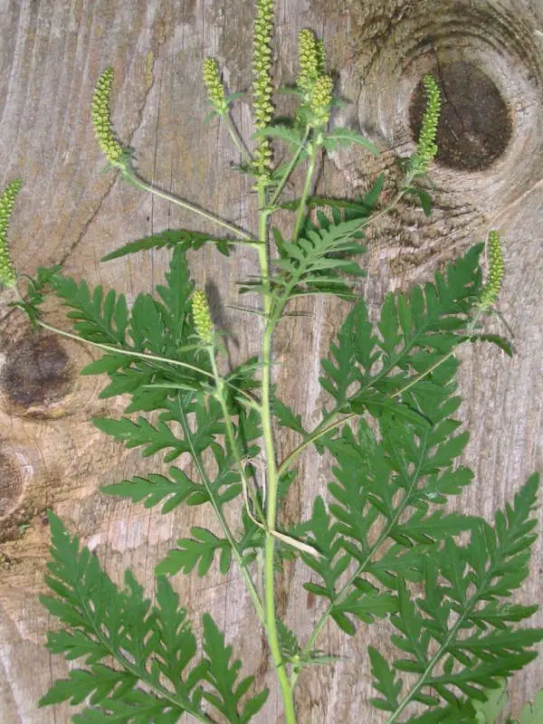An image of the common ragweed plant resting on a log. The plant has one main stem with dark leafy branches branching from the main stem. The top of the plant has yellow, clustered, seed pods and flowers ready to be released.