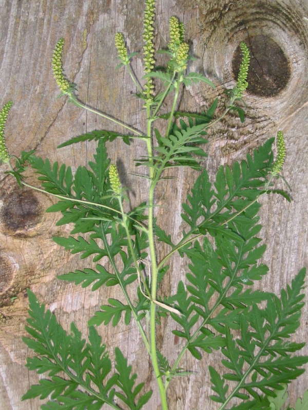 An image of the common ragweed plant resting on a log. The plant has one main stem with dark leafy branches branching from the main stem. The top of the plant has yellow, clustered, seed pods and flowers ready to be released.