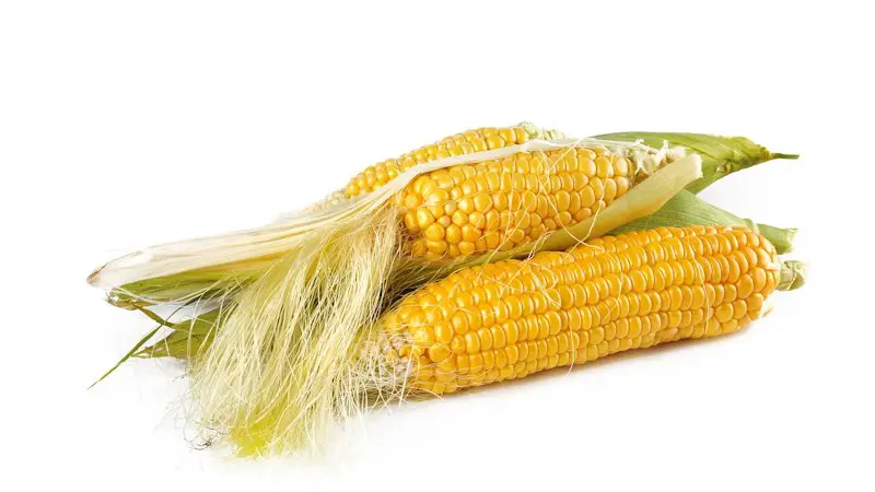 Three ears of corn on the cob, partially shucked.