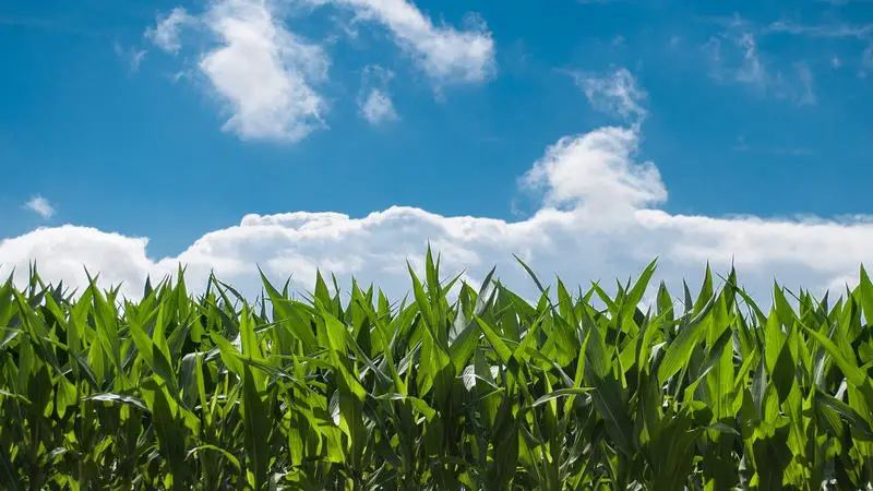 corn field with partly cloudy skies