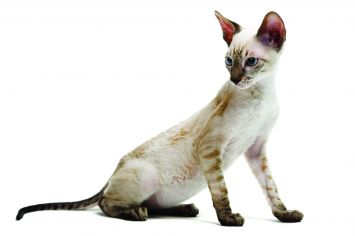 Hypoallergenic Cornish Rex cat sitting