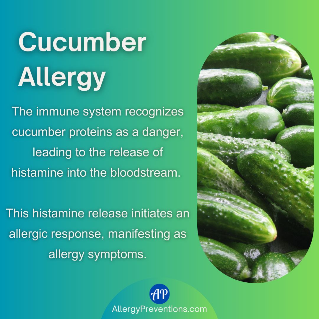 Cucumber allergy infographic: The immune system recognizes cucumber proteins as a danger, leading to the release of histamine into the bloodstream. This histamine release initiates an allergic response, manifesting as allergy symptoms.