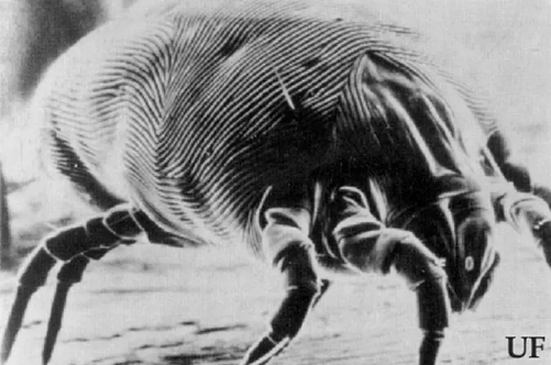 A close up image of an allergy causing dust mite.