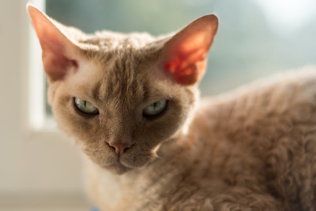 Hypoallergenic Devon Rex cat with squinting eyes 