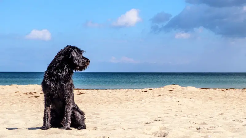 A tall, shaggy, black dog sitting on the beach looking out to the ocean.