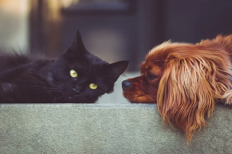 a black cat and a small red furred dog laying next to each other