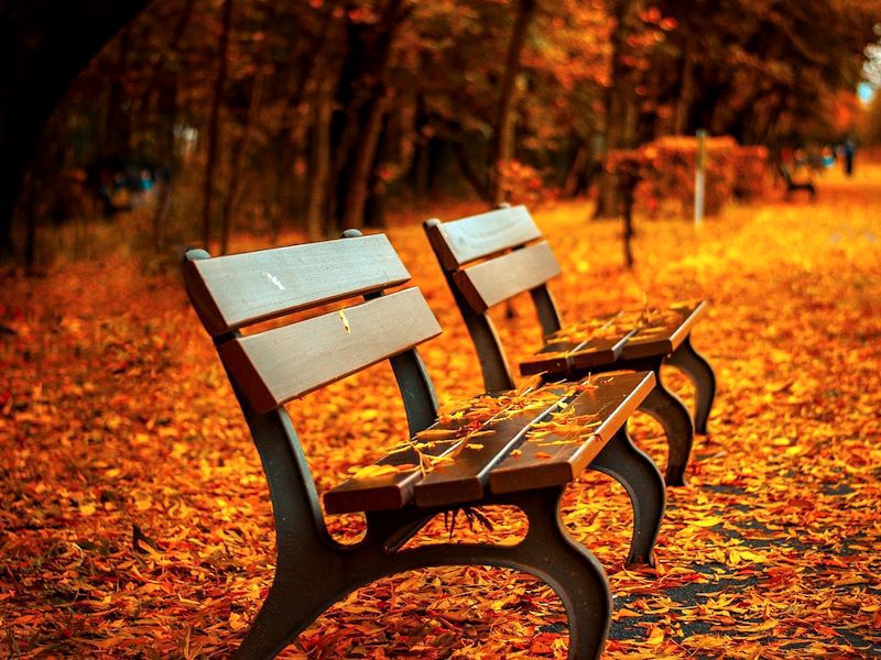 The fall season with two benches surrounded by red and orange leaves in a park.