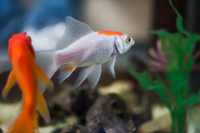 two fish in a tank. White and orange colors.