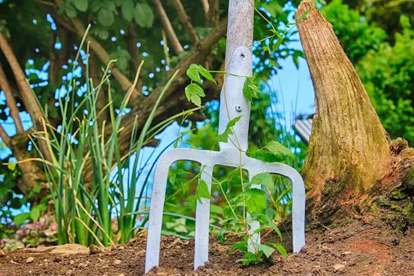 A pitch fork pushed into soil next to a tree and some plants