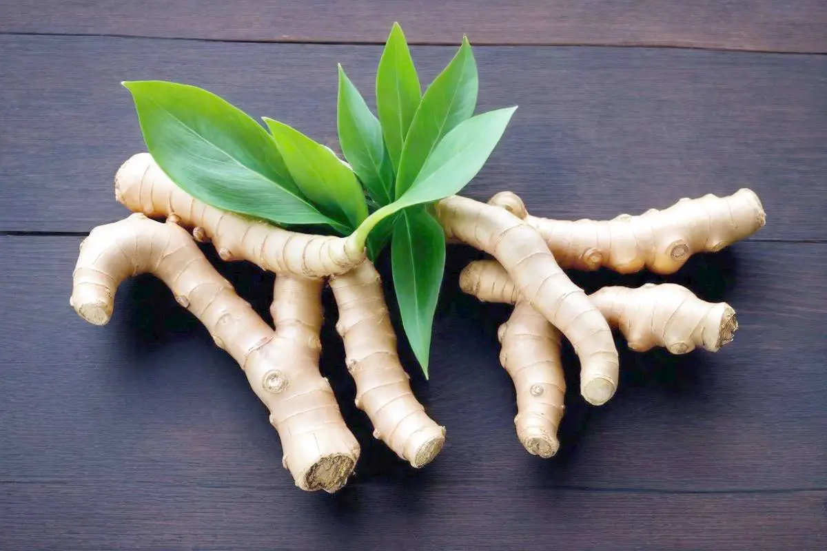 Two large stocks of ginger roots with leaves developing.