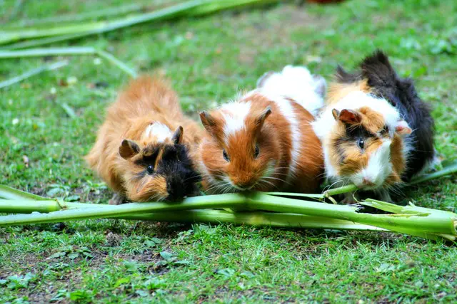 Three guinea pigs eating grass at the same time.
