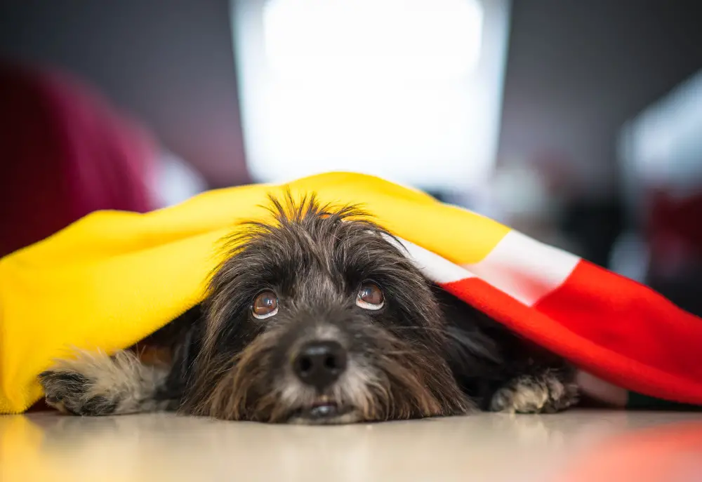 Hypoallergenic Havanese dog under a blanket 