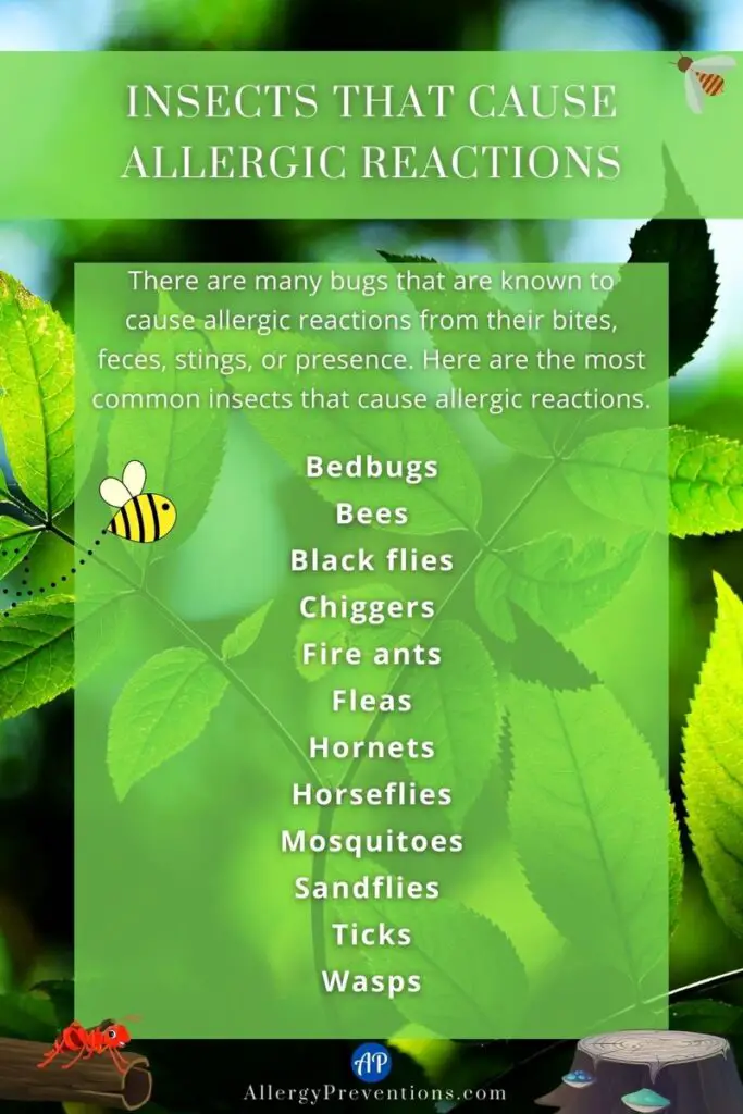 Insects that cause allergic reactions infographic. There are many bugs that are known to cause allergic reactions from their bites, feces, stings, or presence. Here are the most common insects that cause allergic reactions: Bedbugs, bees, black flies, chiggers, fire ants, fleas, hornets, horseflies, mosquitoes, sandflies, ticks and wasps.
