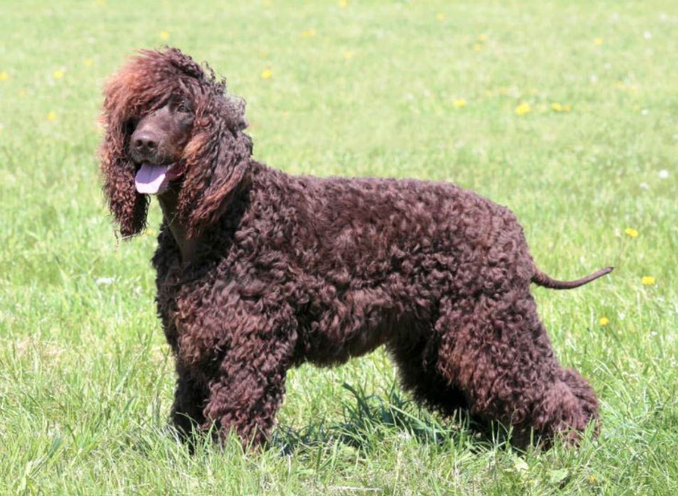 Hypoallergenic Irish Water Spaniel in the grass 