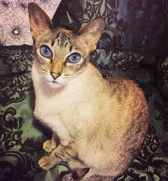 Hypoallergenic Javanese cat sitting, and looking up with blue eyes. 