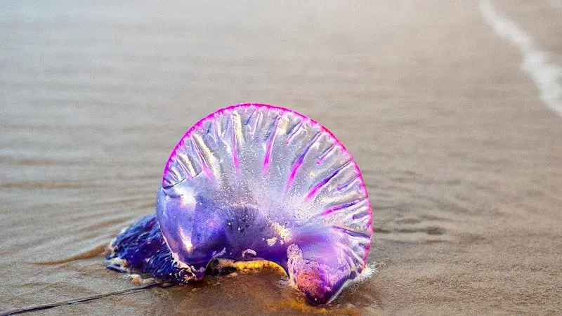 A vibrant jelly fish washed up on the beach.