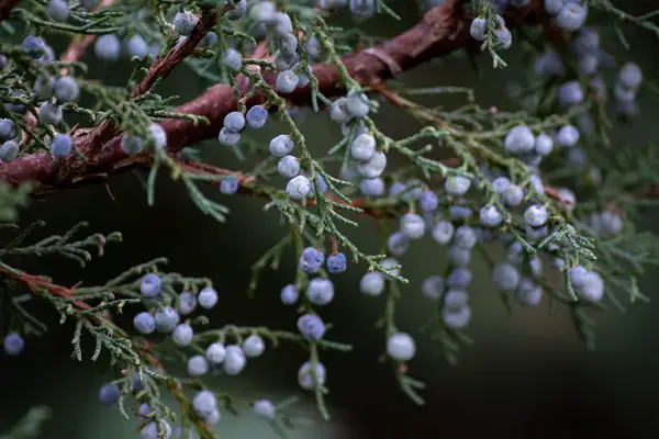 juniper berries on a juniper tree branch.
