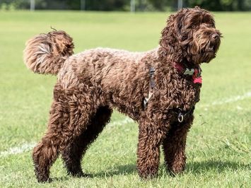 hypoallergenic hybrid labradoodle 