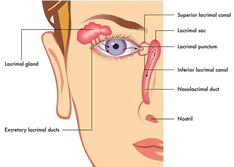 graphic of half a face explaining the anatomy around the eye. Above the upper eyelid is the lacrimal gland and the excretory lacrimal ducts. On the insde of the eye closest to the nose is the superior lacrimal canal, lacrimal sac, lacrimal punctum, inferior lacrimal canal, nasolacrimal duct, and nostril.