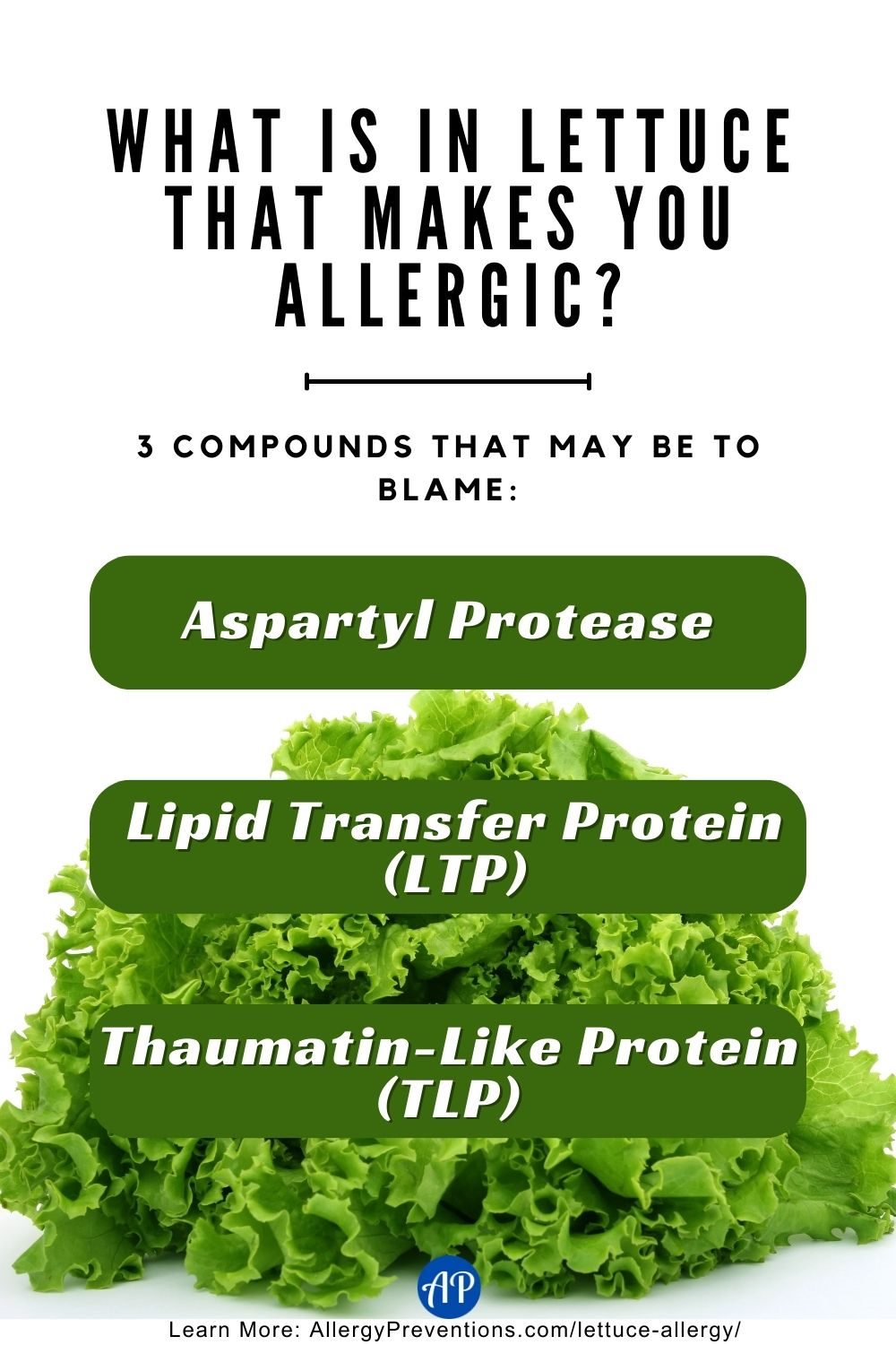 What is in lettuce that makes you allergic infographic. 3 compounds that may be to blame for a lettuce allergy: Aspartyl Protease, Lipid Transfer Protein (LTP), and Thaumatin-Like Protein (TLP).