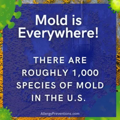 mold-allergy-facts-infographic-mold-is-everywhere-there-are-roughly-1000-species-of-mold-in-the-U.S.